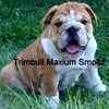English Bulldog puppies for sale