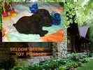 Toy Poodle puppies for sale