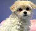 Maltipoo puppies for sale 