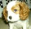 Cavalier King Charles Spaniel puppies for sale