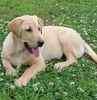 Labrador Retriever puppies for sale