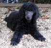 Poodle puppies for sale 