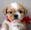 Shih Tzu puppies for sale 