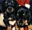 Dachshund puppiies for sale