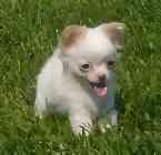 Chihuahua puppies