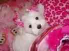 Maltese puppies