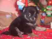 Chihuahua puppies