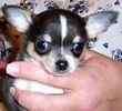 Chihuahua puppies for sale