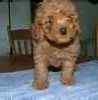 Toy Poodle puppies for sale