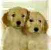 Goldendoodle puppies for sale
