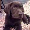 Labrador Retriever puppies for sale 
