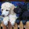Poodle puppies for sale 
