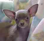 Chihuahua puppies