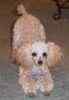 Toy Poodle puppies for sale