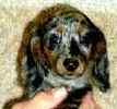 Dachshund puppies for sale