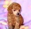Toy Poodle puppies for sale