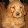 Goldendoodle puppies for sale