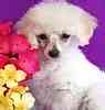 Toy Poodle puppies for sale