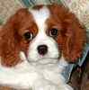 Cavalier Kiing Charles Spaniel puppies for sale