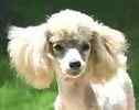 Toy Poodle puppies for sale