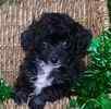Toy Poodle puppies for sale