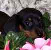 Dachshund puppies for sale
