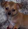 Chihuahua puppies for sale