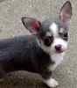 Chihuahua puppies for sale