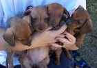 Miniature Dachshund puppies for sale 