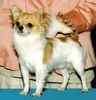Chihuahua puppies for sale 