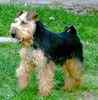 Lakeland Terrier puppies for sale 