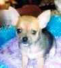 Chihuahua puppies for sale