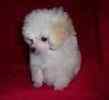 Toy Poodle puppies for sale