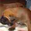 English Mastiff puppies for sale