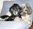 Poodle puppies for sale 