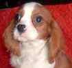 Cavalier King Charles Spaniel puppies for sale