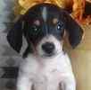 Dachshund puppies for sale