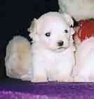 Maltese puppies