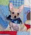 Chihuahua puppies