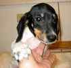 Dachshund puppies for sale