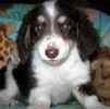 Dachshund puppies for sale