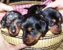 Dachshund puppies for sale