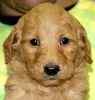 Goldendoodle puppies for sale