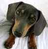Dachshund puppies for sale