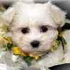 Classified ad for Maltese breeder