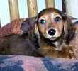 Dachshund puppies for sale