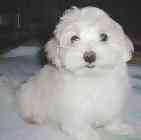 Maltese puppies