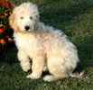 Goldendoodle puppies for sale