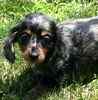 Dachshund puppies for sale