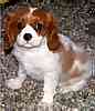 Cavalier puppies for sale